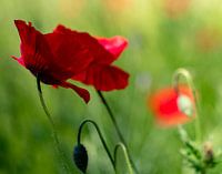 Mohn