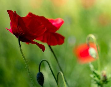 coquelicot sur Jean's Photography