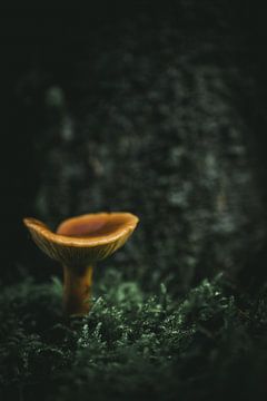 Mushroom in the moss by Jan Eltink