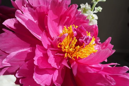 Peony