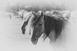 The gentle gaze by Skyfall Iconics