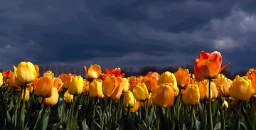 Orange-gelbe Tulpen vor dunklem Hintergrund von Franke de Jong