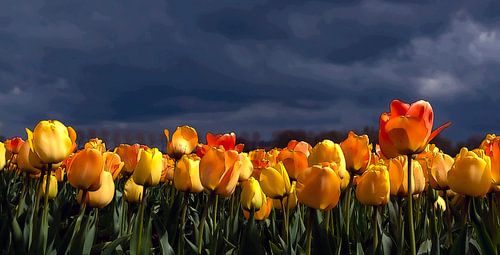 Orange-yellow tulips against a dark background