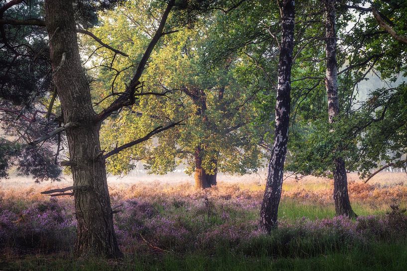 Alle soorten bijeen van Loris Photography