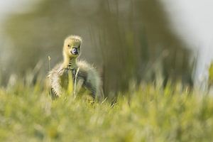 Küken im Gras