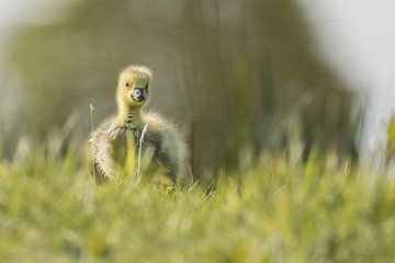 Chick in the grass by Steffie van der Putten