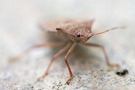 Un œil dans l'œil d'un charançon sur Tjamme Vis