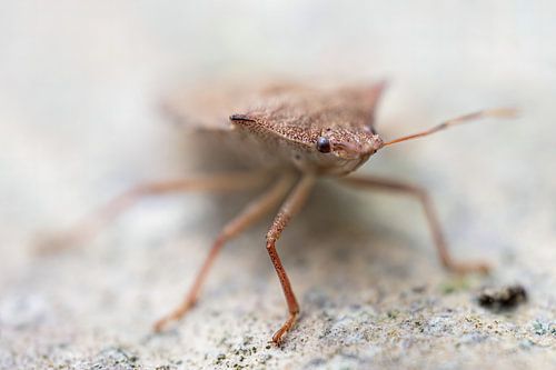 Oog in oog met een snuitkeverschildwants