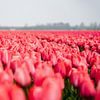 Pink Tulip Field by nick ringelberg