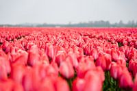 Champ de tulipes roses