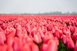 Pink Tulip Field by nick ringelberg