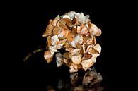 Hortensia gedroogde bloem van Klaartje Majoor thumbnail