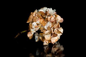 Hortensia gedroogde bloem van Klaartje Majoor