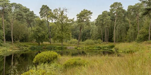 Oisterwijk. Natuurgebied rond een ven.