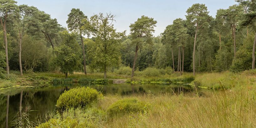 Nature reserve around a fens. Oisterwijk. by Alie Ekkelenkamp