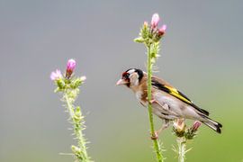 European goldfinch by Alain Gaymard