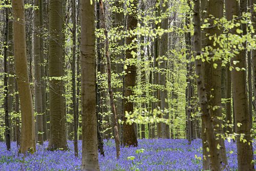 Hallerbos in de lente