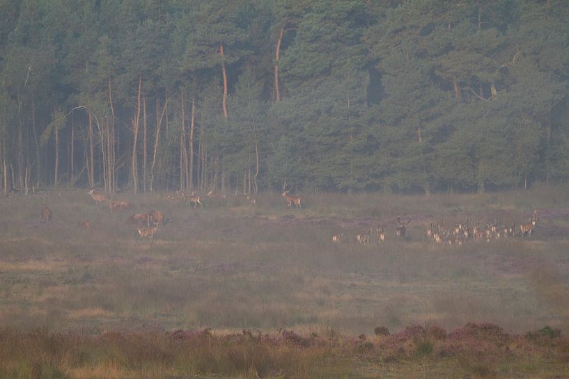 Red deer in the morning haze by rene marcel originals