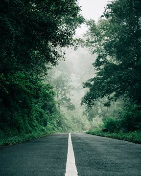 Un chemin de fourrure parmi les arbres verts sur MADK