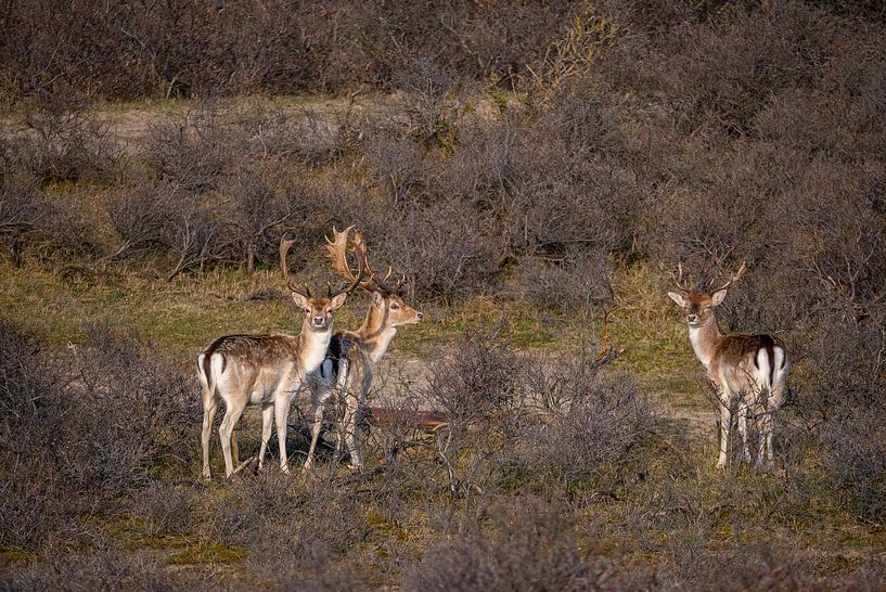 Fallow deer in the water supply dunes near Amsterdam, Netherlands by John Ozguc