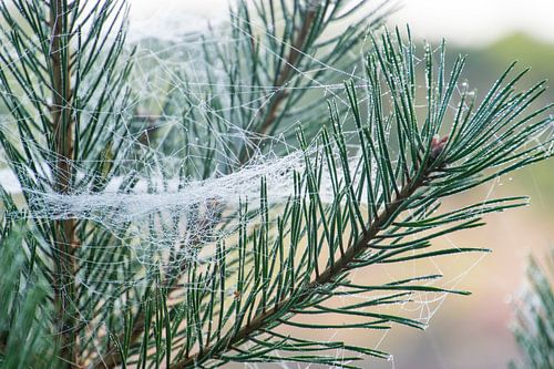 Spider web