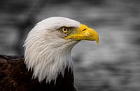 Portret van de Amerikaanse Zeearend