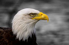Portrait of the American Bald Eagle by Ron Frenken