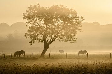Paarden in de mist van Richard Guijt Photography