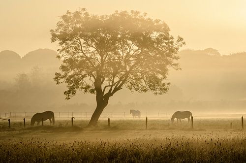 Chevaux dans le brouillard