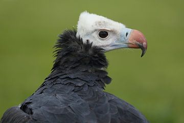 Weißkopfgeier (Trigonoceps occipitalis) von Ronald Pol