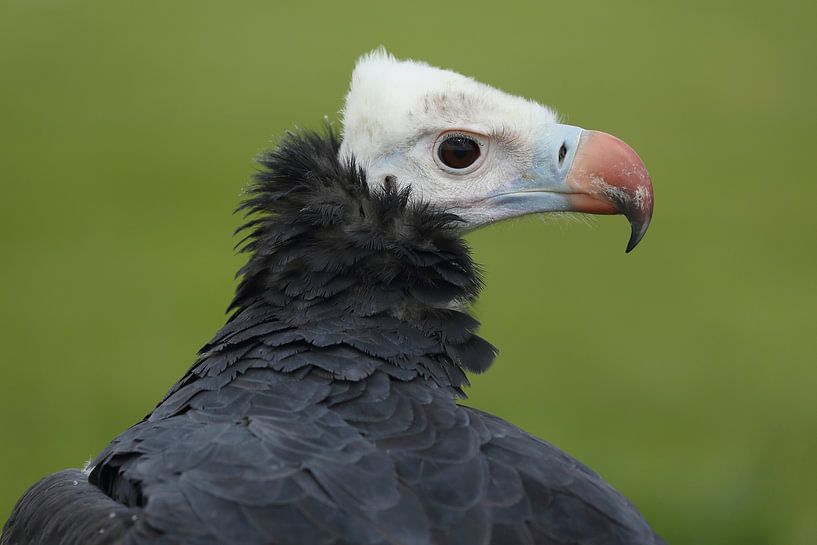 White-headed Vulture (Trigonoceps occipitalis) by Ronald Pol