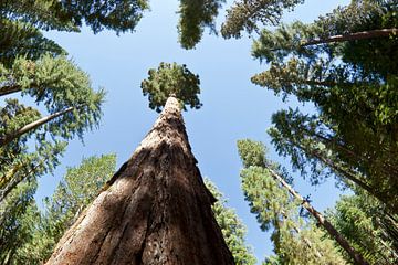 YOSEMITE VALLEY Giant Sequoias by Melanie Viola