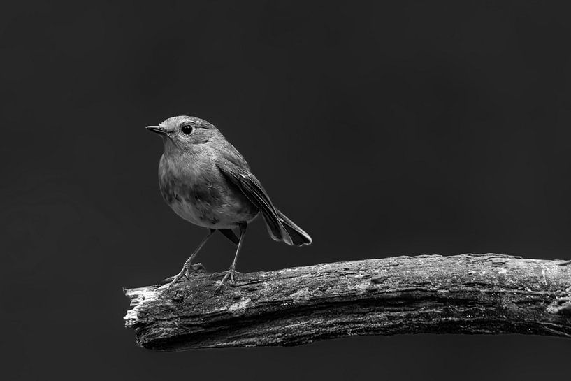 Robins von Marieke Deinum