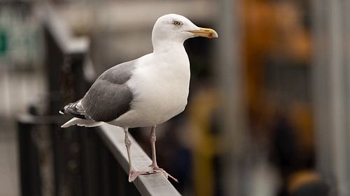 white seagull standing on a railing