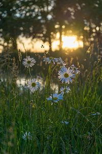 Margrieten in het avondlicht