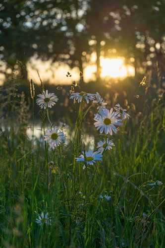 Margrieten in het avondlicht