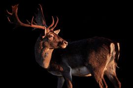 Hirsch im Abendlicht von Thomas Marx