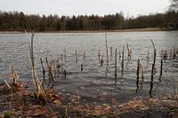 Ven in Nationaal Park Drents-Friese Wold (Appelscha)