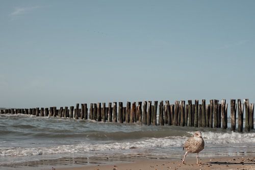 Seagull a long the coast of Domburg