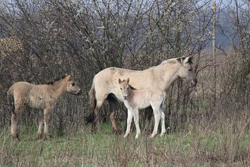 Konik Pferd mit Fohlen von John Kerkhofs