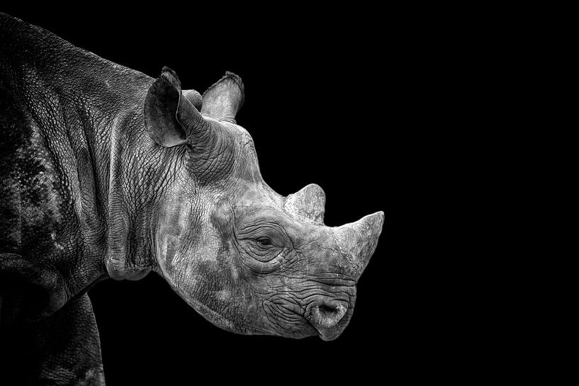 Nashorn in schwarz-weiß von Tilly Meijer