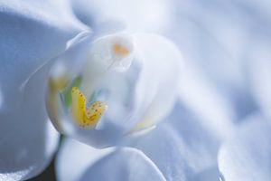 Orchidee in Macro 