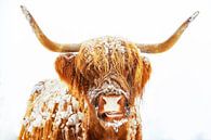 Schotse Hooglander in de sneeuw tijdens de winter van Sjoerd van der Wal Fotografie thumbnail