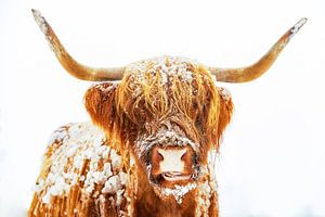 Scottish Highlander cattle in the snow during winter