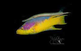 Spanish Hogfish and Hitchhiker, Bonaire by Joseph M. Bowen Photography