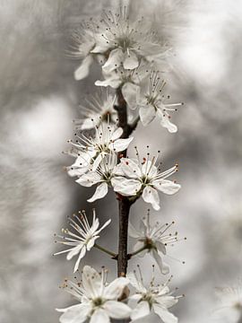 Fleur de printemps sur Angela Kraan