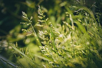 Das grüne, grüne, Gras der Heimat von Daphne Groeneveld