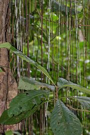 Rainforest Costa Rica by Mirjam Welleweerd