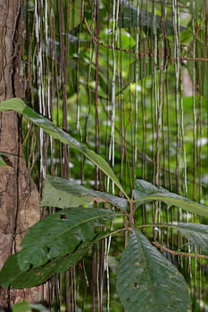 Forêt tropicale du Costa Rica