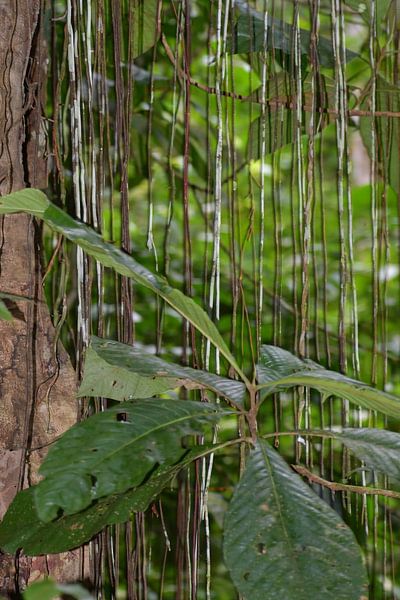 Regenwald Costa Rica von Mirjam Welleweerd